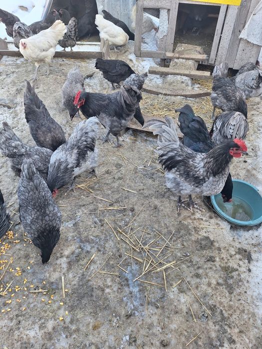 Cocosi australorp