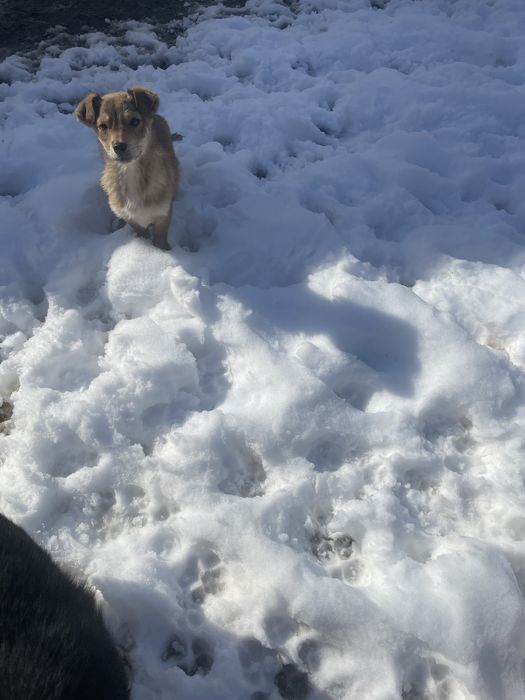 Donez cateluşi (4 luni)