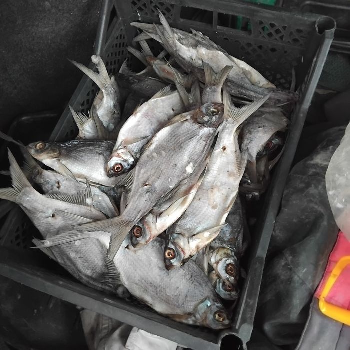 Продам рыбу  вяленую