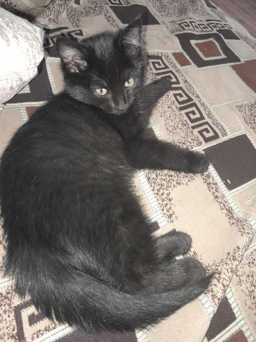 Отдам в добрые руки