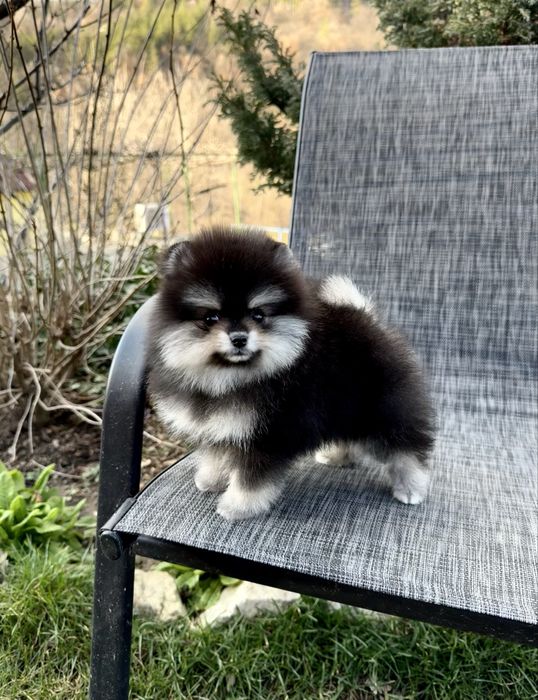 Померан мини момиче. Померанче