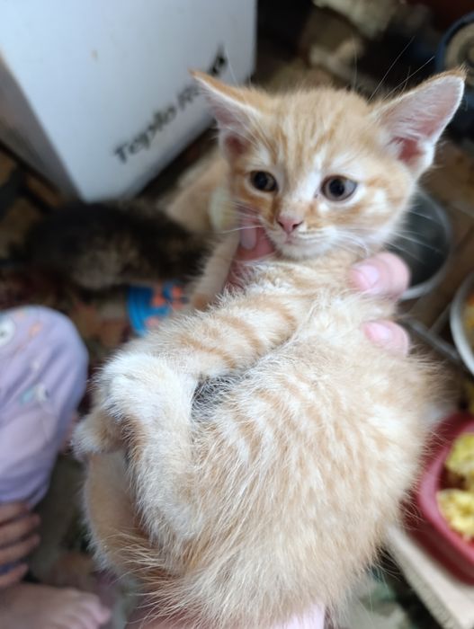 Котята крысоловы шикарные