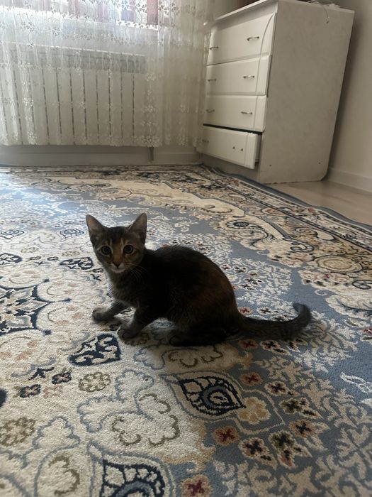 Отдам котенка в добрые руки