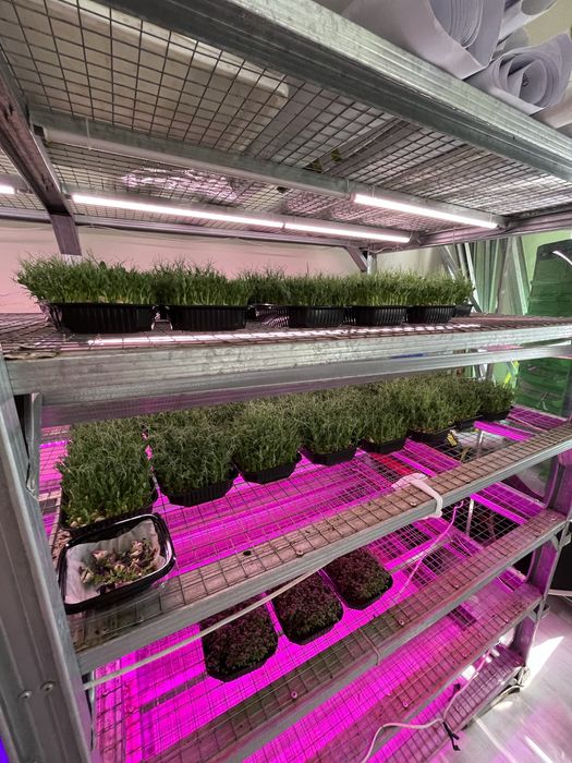 Микрозелень гороха