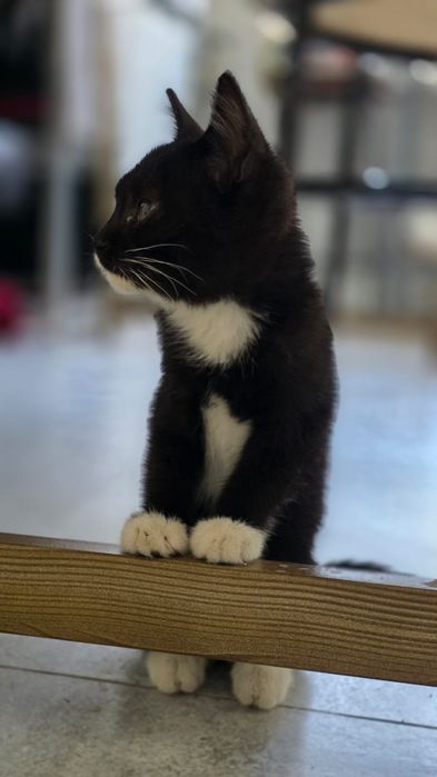 Ищу дом котенку девочке