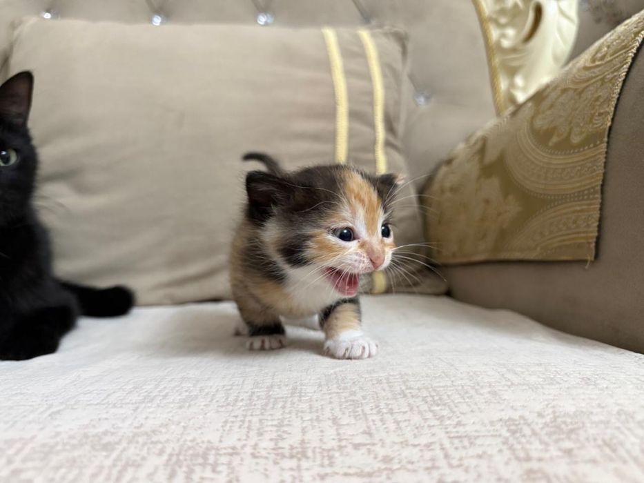 Котята девочки бесплатно отдам