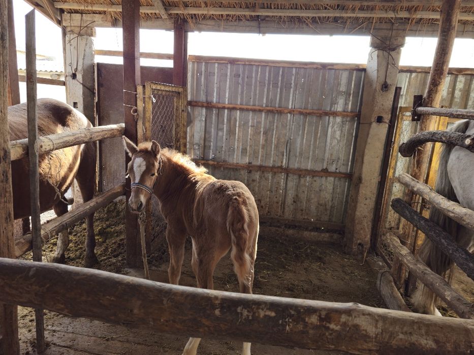 Құлынды сауын бие. Түркістанда.