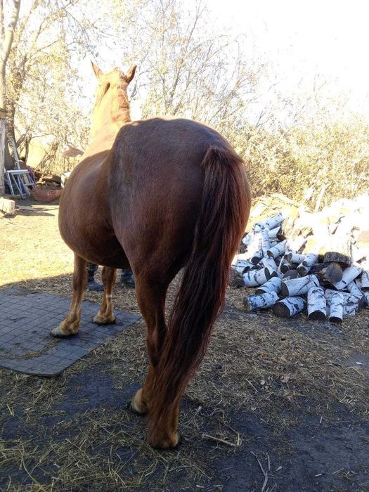 Кобылка , 6 лет.