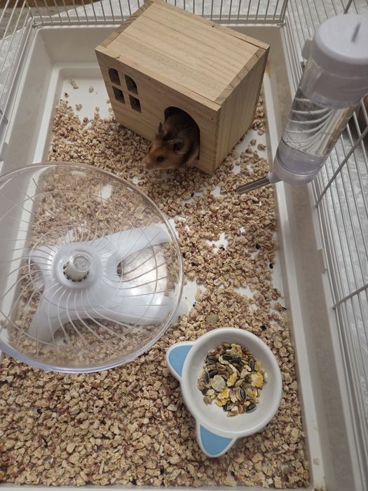 Хомяк продаётся в хорошие руки