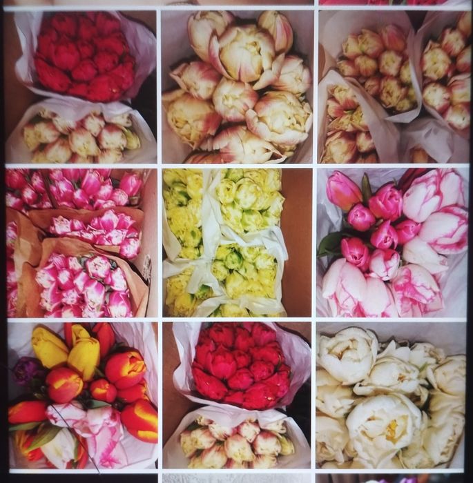 Луковицы тюльпанов