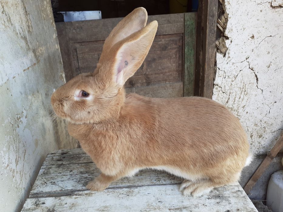 Iepuri Urias Germnan