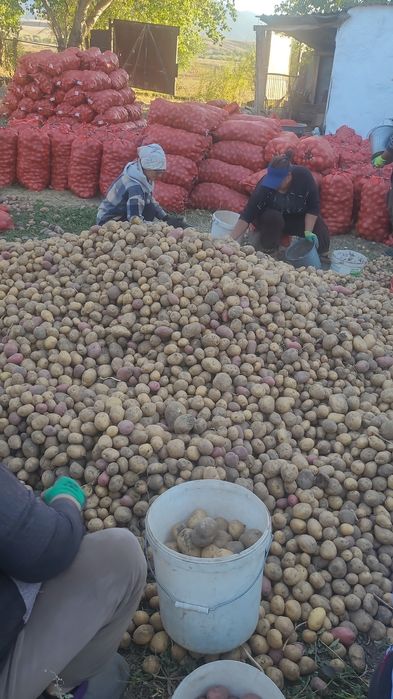 Отборная кугалинская картошка