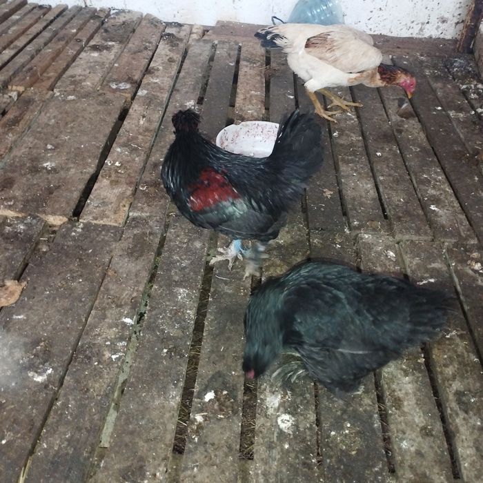 Йапон товук ва ху́роз сотилади срочна двойка 2 йошлик