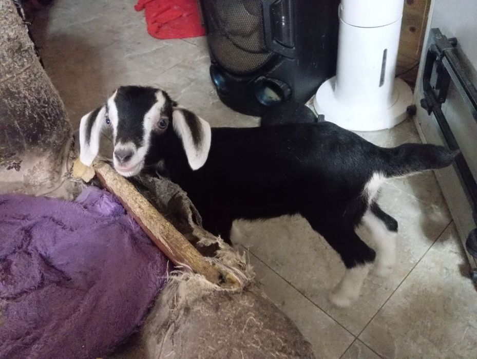 Продам козлят мальчиков