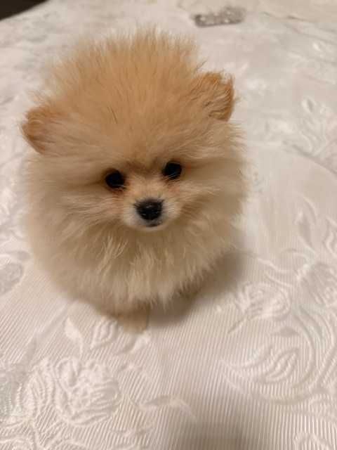 Pomeranian cu pedigree, poze reale!