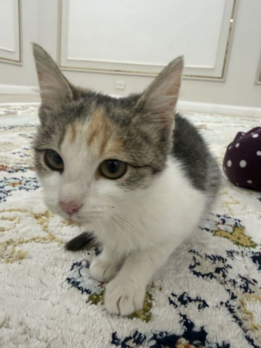 Отдадим котенка в хорошие руки!!!