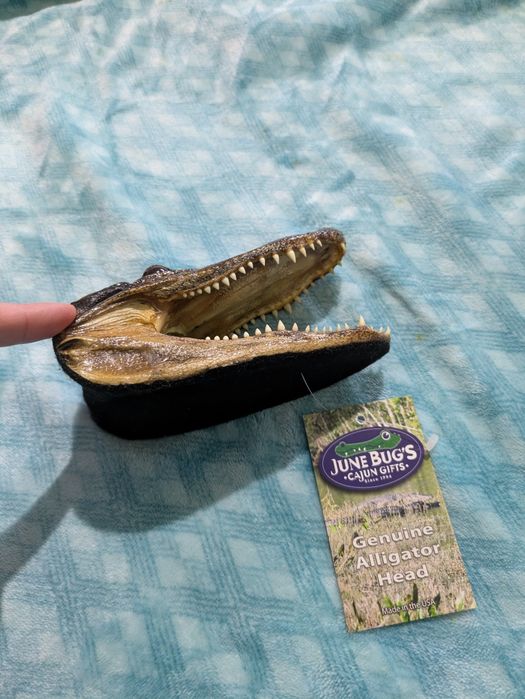 Cap de aligator trofeu