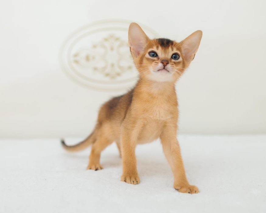 Абиссиские котята дикого окраса