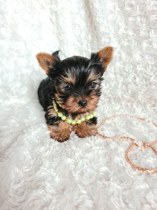 Йоркширский терьер