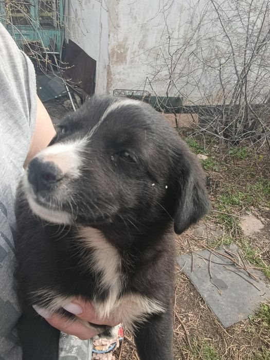 Девочка щенок ищет хозяев