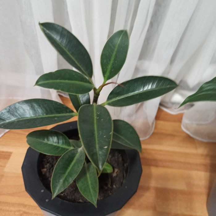 Цветы комнатные Женское счастье Фикус Герань