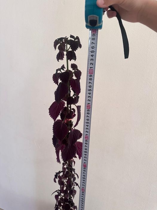 Үй гүлі сатылады. Комнатные цветы продается