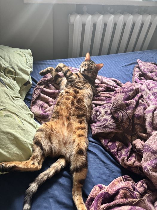 Отдам кота в добрые руки