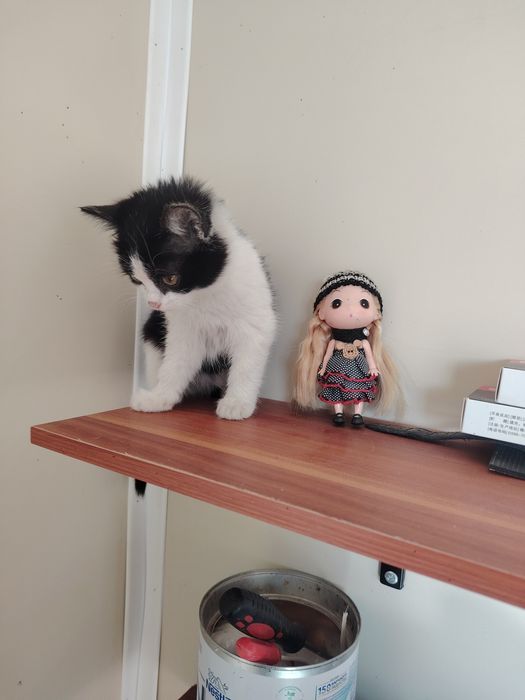 Котята девочки срочно