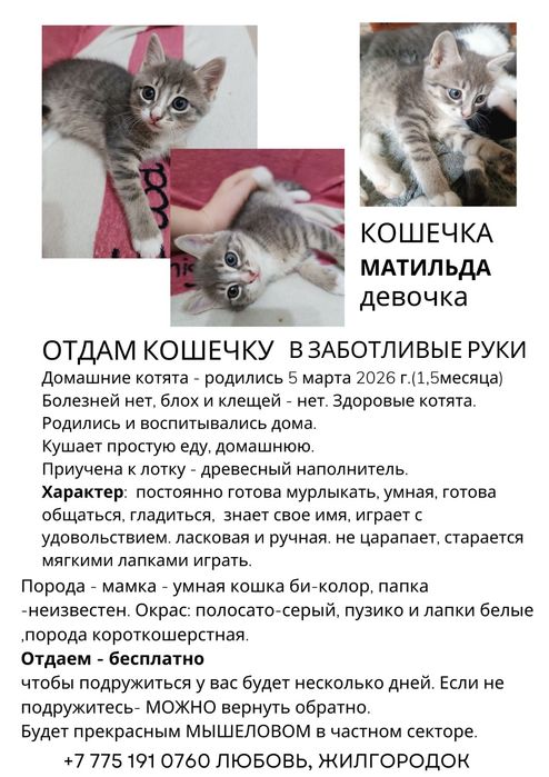 Отдаю умных котят