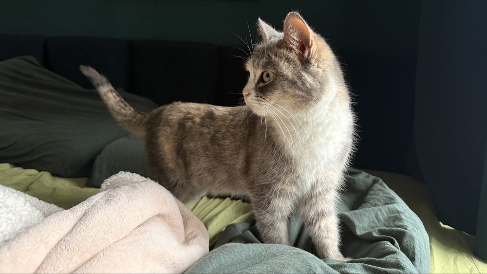 Кошечка отдам в добрые руки