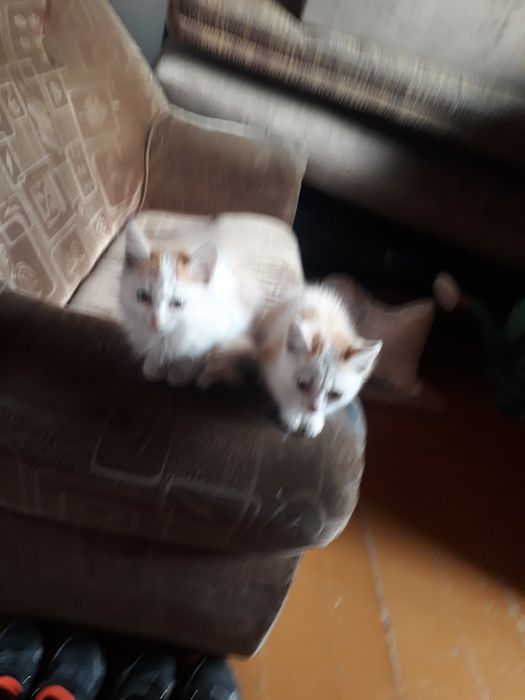 Отдам  котят в хорошие руки