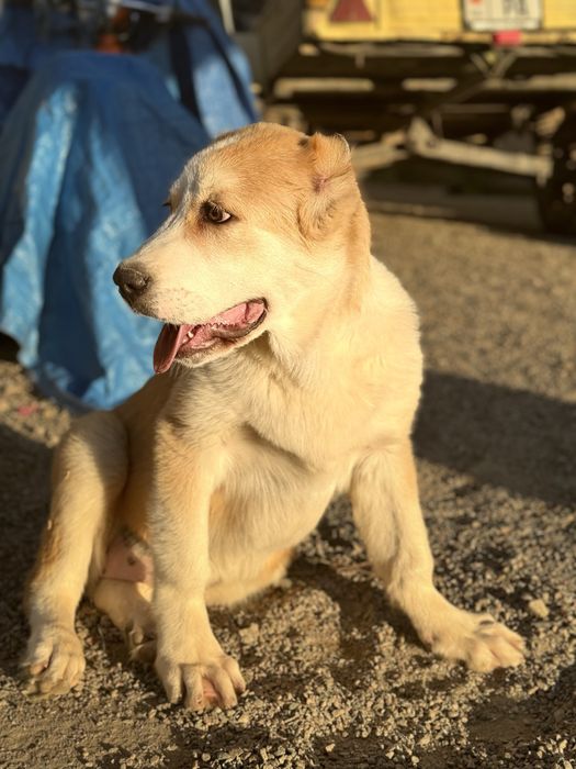 Среднеазиатская овчарка