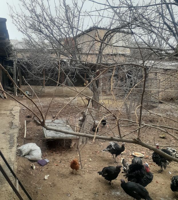 Феруз кошесинде жай сатилади.