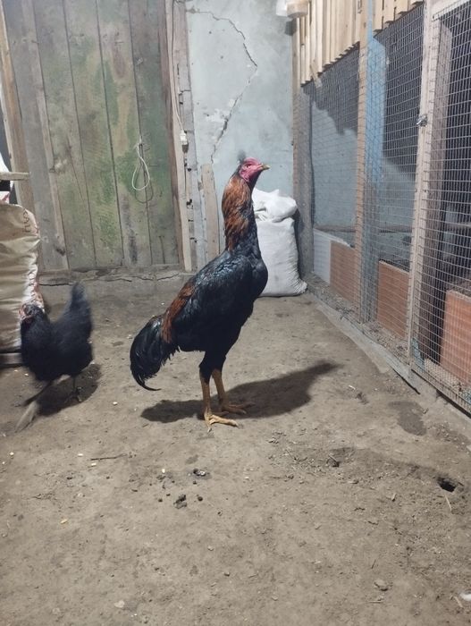 Продам петушка  срочно