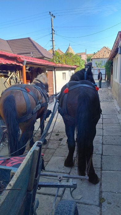 Vând mânză de 2 ani