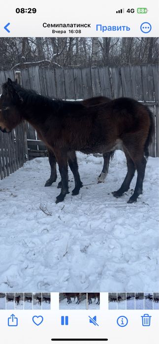 2 еркек жабагы  сатылад