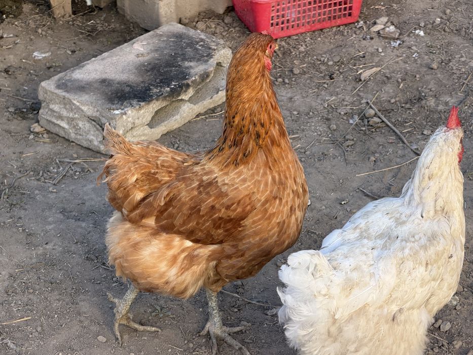 Куры домашние  продам