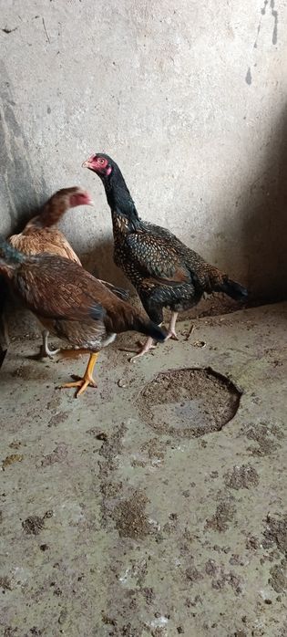 Продам  курочку .