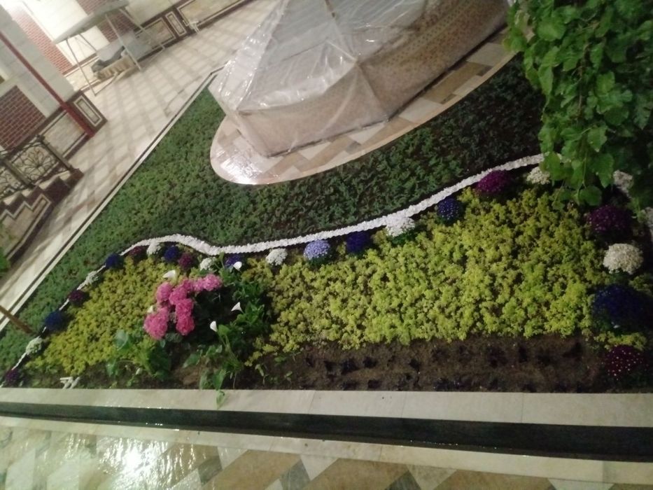 Gazon ekamiz sifati alo darajada