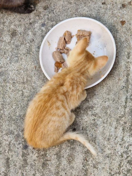 Donez pisici rasă comună