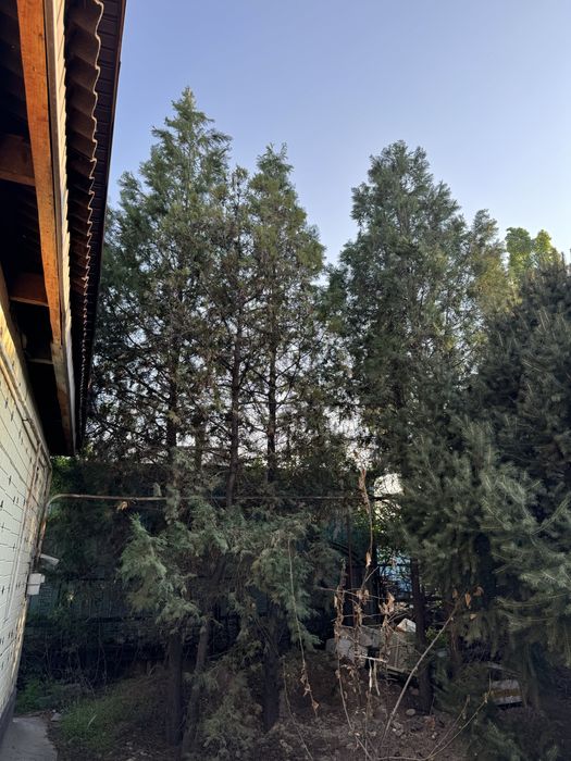 Хвойные деревья продается