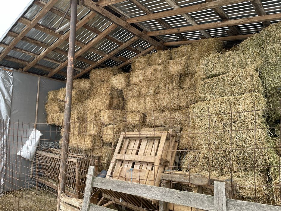 Dau la schimb 100 baloti