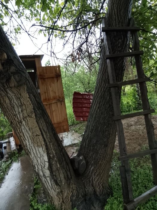 Продам ореховое дерево