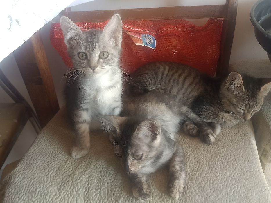Отдам двух кошечек.