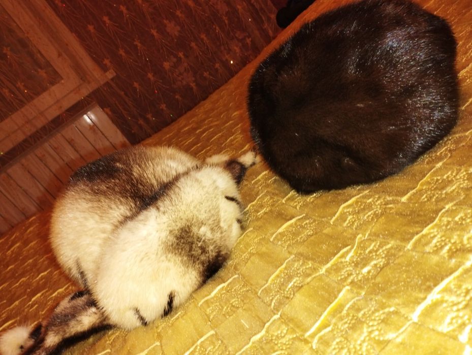 Продам норковые шапки