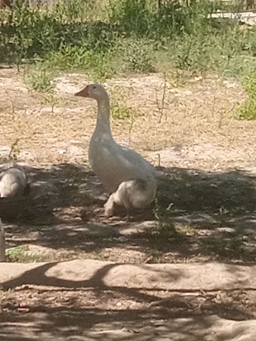 Gʻoz 2 oylikdan  7 oylikgacha sotiladi