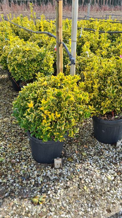 Tuia Evoniumus pin pon pon