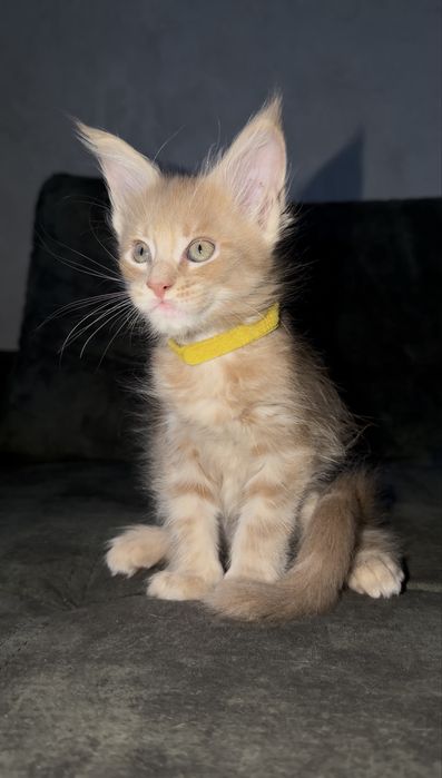 Котенок мейн кун девочка