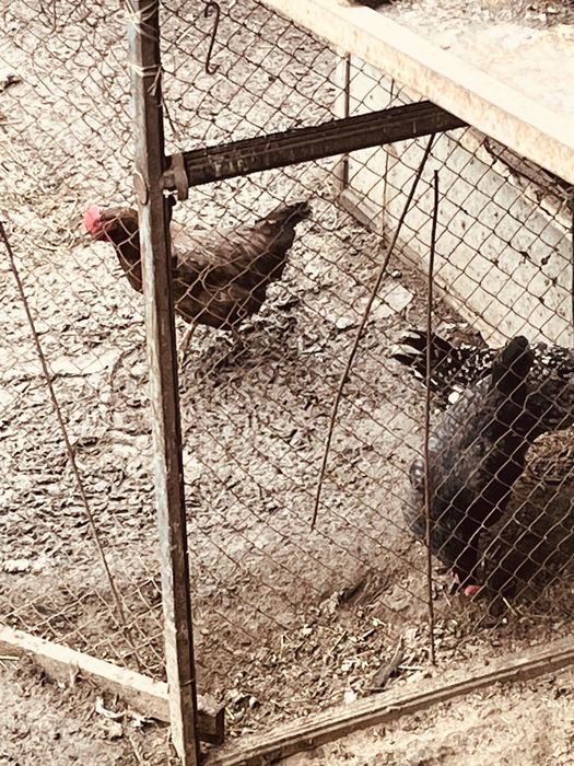 куры домашние несушки