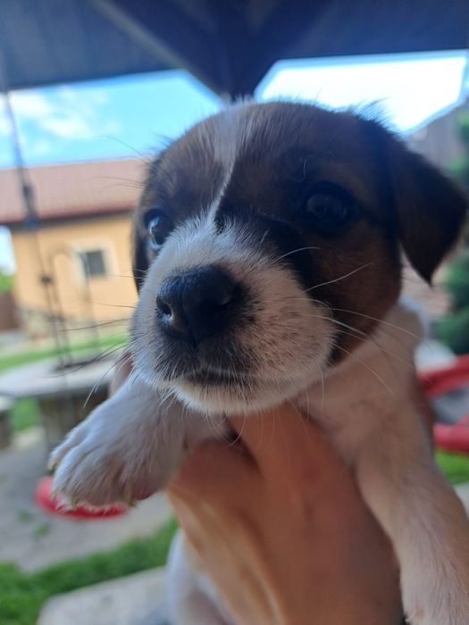 Jack russel terrier